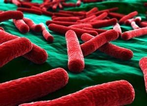 e coli (Escherichia Coli), a Gram-negative bacterium causing gastrointestinal infection.