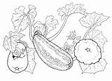 Desenho de Verduras Na horta Para Colorir  Tudodesenhos sketch template
