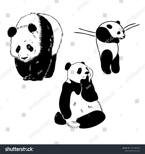 Vector Realistic Sketch Panda Figure Fulllength Stock Vector (Royalty ...