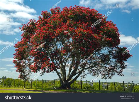 2,314 Pohutukawa Tree Images, Stock Photos & Vectors | Shutterstock