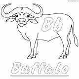 Buffalo Coloring Pages Animal Print Buffalo2 Coloringway Sketch  sketch template