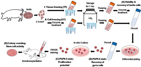 Cryopreservation of porcine spermatogonial stem cells by slow-freezing testis tissue in ...