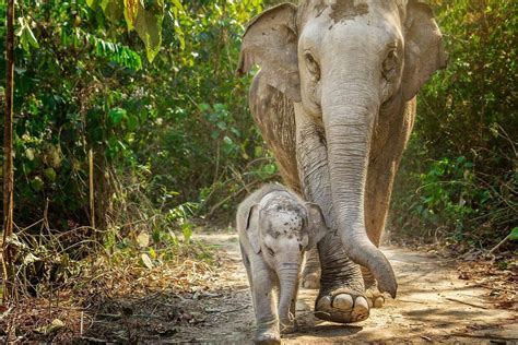 Elephant Sanctuary Phuket - Visit with Easy day Thailand