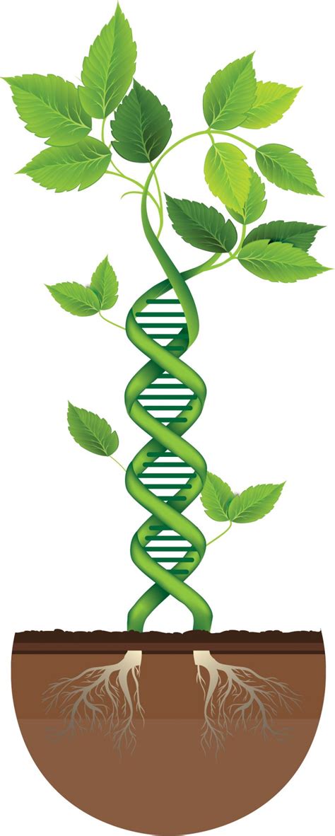 UNDERSTANDING AG BIOTECHNOLOGY – GrainsWest