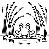 Frog In pond coloring Page Lulu Pages sketch template
