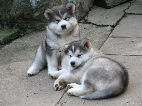 Alaskan Malamute Puppy Picture | Puppy Pictures and Information