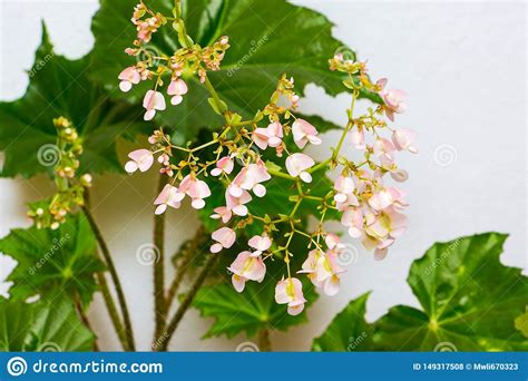 Pink Flowers of Begonias on the Background of Green Leaves. Growing Indoor Plants_ Stock Photo ...