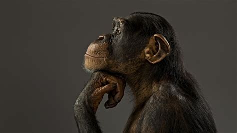 Wallpaper Of Monkeys (69+ images)