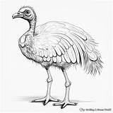 Emu Coloring Pages  Free & Printable sketch template