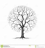 southern live oak Drawing  Google Search Tree Sketches sketch template