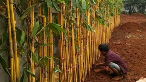 5 Jenis Pohon Bambu yang Rekomended untuk Ditanam agar Rumah Semakin Indah