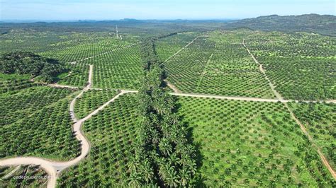 Ladang kelapa sawit muncul finalis The Earthshot Prize - Berita | Majoriti