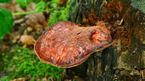 Beefsteak Fungus (Fistulina hepatica) - Woodland Trust