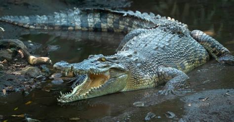 Epic Battles: A Massive Grizzly Bear vs. a Saltwater Crocodile - A-Z Animals