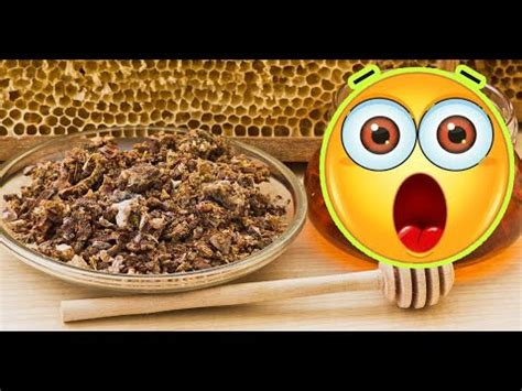 The Benefits and Uses of Propolis - YouTube