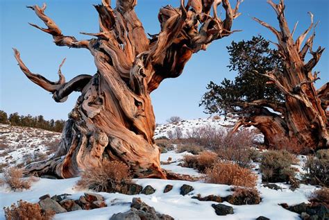 The Oldest Tree in the World | Trees Atlanta