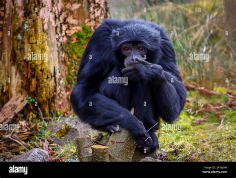 funny monkey at the zoo Stock Photo - Alamy