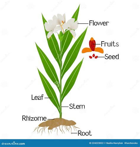 Ginger Plant Arrangement. Outline Vector Illustration With Ginger Root, Leaves And Slices. Hand ...