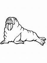 Walrus Coloring Clipart Pages Clip Printable Kids Animals Library  sketch template