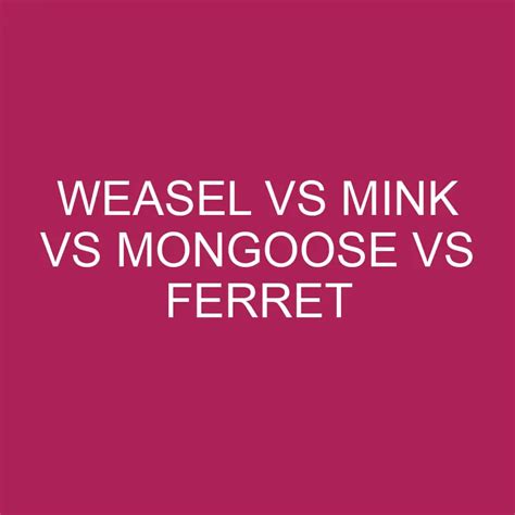 Weasel Vs Mink Vs Mongoose Vs Ferret » Differencess