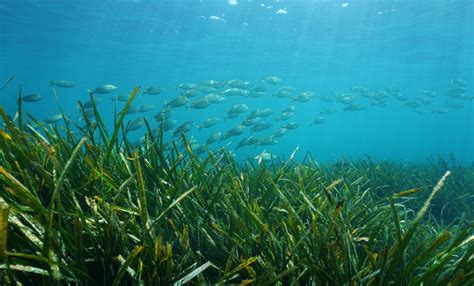 Seagrass Restoration | Ocean Conservation Trust