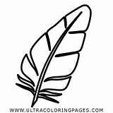 Quill Coloring Pages  Ultra sketch template