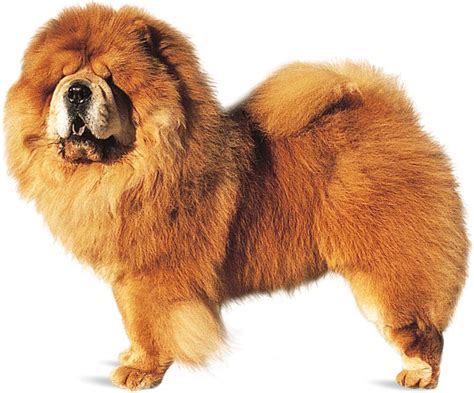 Chow Chow Dog In Chinese | lupon.gov.ph