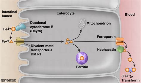 Corbyn Beach - Iron and Heme Biochemistry Diagrams