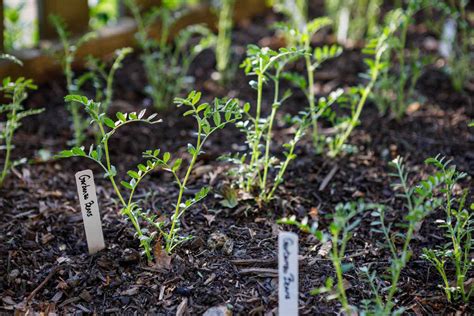 How to Grow and Care for Chickpeas