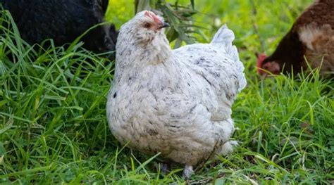 Araucana Chicken Breeds: (With Expert Tips)