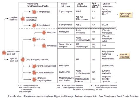 Types Of Leukemia: A Comprehensive Overview - Ask The Nurse Expert