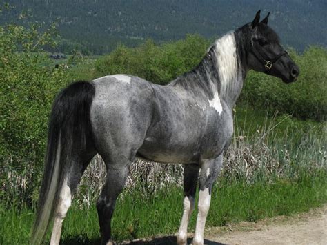 blue roan paint horse | Horses, Pretty horses, Beautiful horses