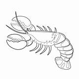Best Cute Lobster Coloring Page For Kids  Ashley Yeo sketch template