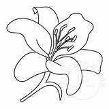 Easter Lily coloring Page  Template sketch template