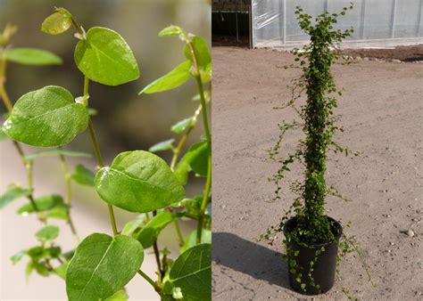 Ficus pumila - T-Y Nursery