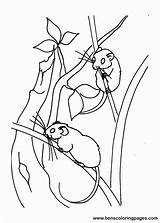 Mice Coloring  Nation sketch template