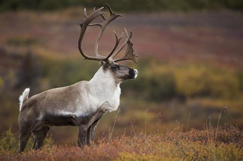 Bull Caribou On Autumn Tundra In Denali Photograph by Milo Burcham