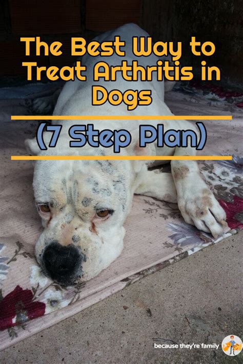 The Best Way to Treat Arthritis in Dogs (7 Step Plan) — Our Pets Health