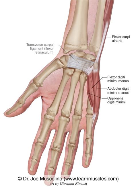 Hypothenar Eminence Group - Learn Muscles