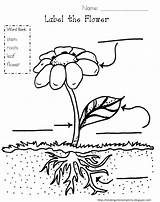 Plant coloring Pages To Download And print For Free sketch template
