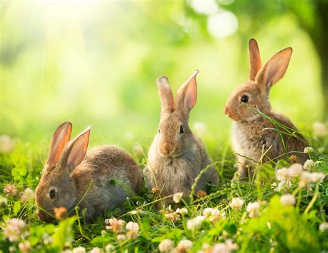 The Rabbits are Multiplying Like...Well, Rabbits - Third Wave Psychotherapy