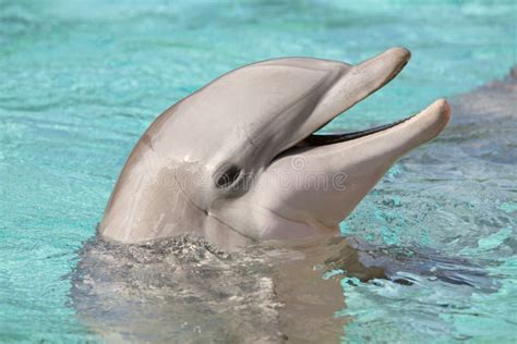 Dolphin Surfacing From Water Royalty Free Stock Photo - Image: 18451085