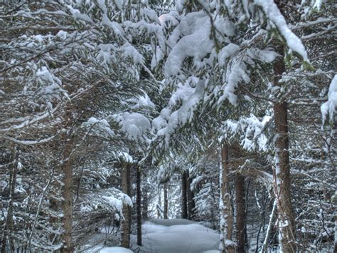 Photo of winter trees – Norway Spruce covered with snow – Photos from Northern Norway: A photo blog