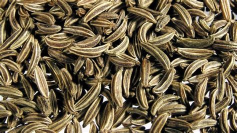 Caraway - One of the Oldest Cultivated Spices in Recorded History