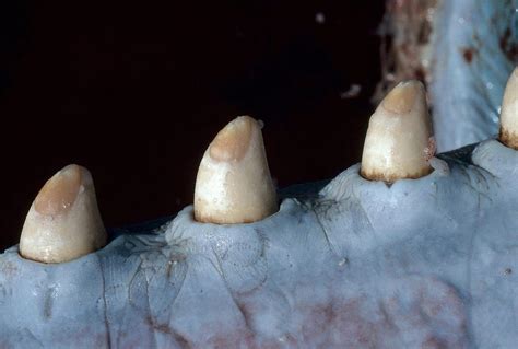 Sperm Whale Teeth Photograph by A.b. Joyce - Fine Art America