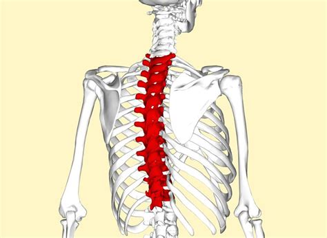 Mid-Back Thoracic Spine Pain Causes and Treatment