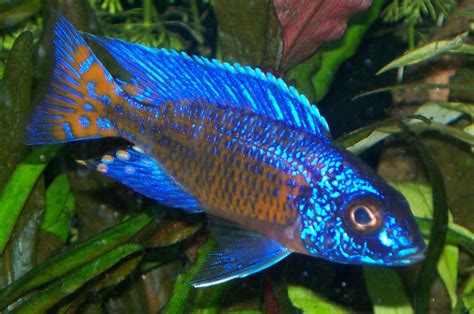 cichlids.com: ngara peacock G1 | Aquarium fish, Freshwater aquarium ...