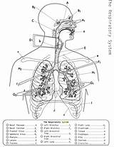 Respiratory System No Labels Coloring Sheet Pages sketch template