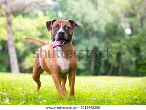 3,043 imágenes de Boxer perro - Imágenes, fotos y vectores de stock ...