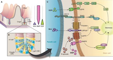 Growing Self-Organizing Mini-Guts from a Single Intestinal Stem Cell: Mechanism and Applications ...